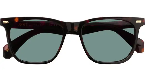 TAZI Classic Havana